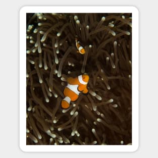 Clownfish on a White-Tipped Anemone Sticker